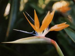 Bird of Paradise