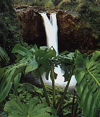 Manoa Falls