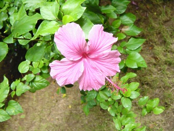 Nicht nur der Hibiskus blht krftig