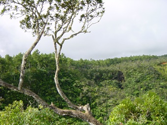 Wunderschne Aussicht im Black River Gorges National Park