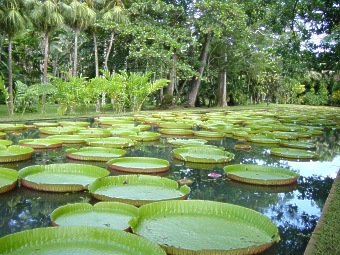 Die Wasserlilie "Victoria regia"